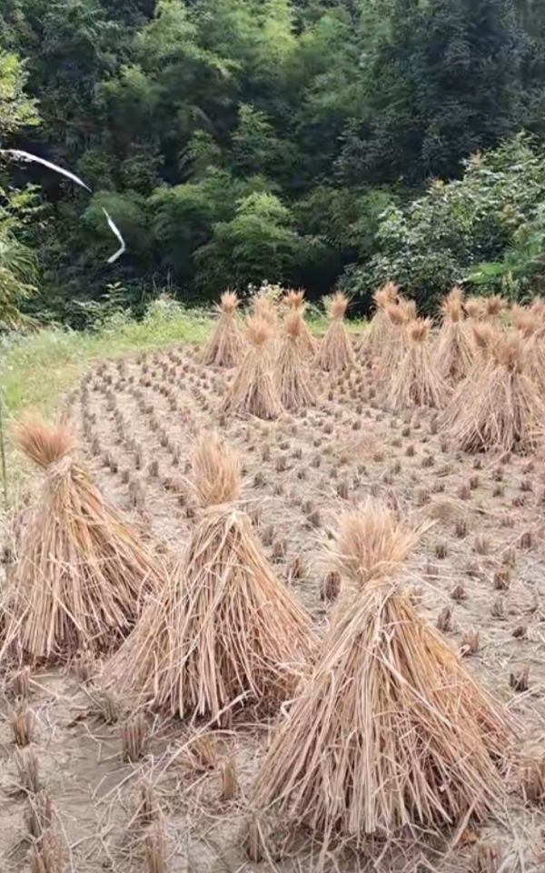 稻谷草，稻谷秸秆