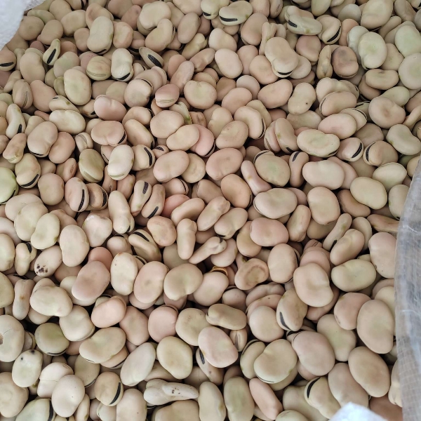 蚕豆，干蚕豆，850粒，