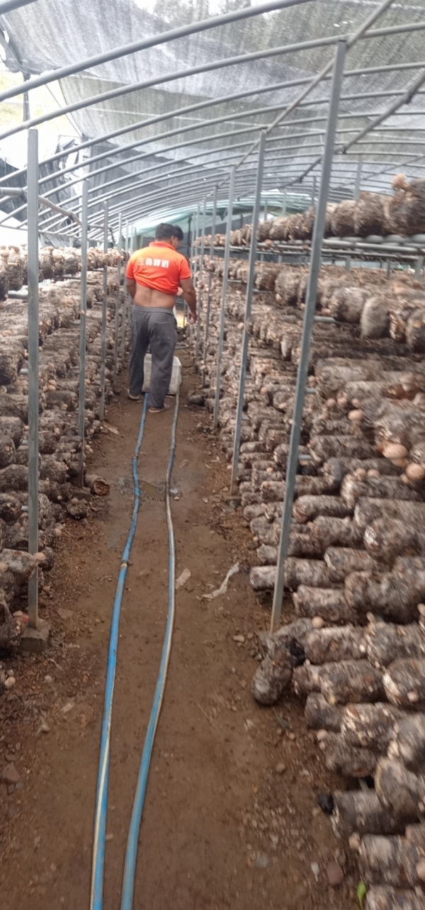 嵩县香菇深井喷洒农户自己辛勤种植