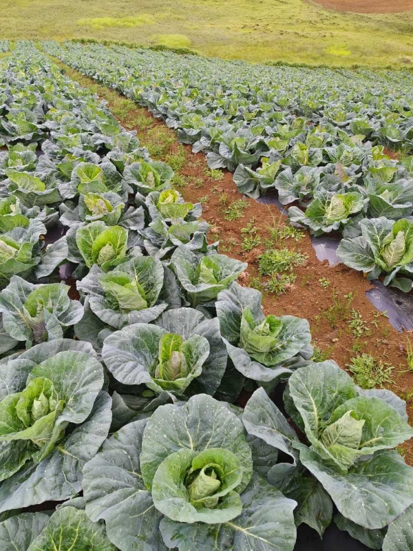 云南昭通高山种植冷凉蔬菜牛心甘蓝