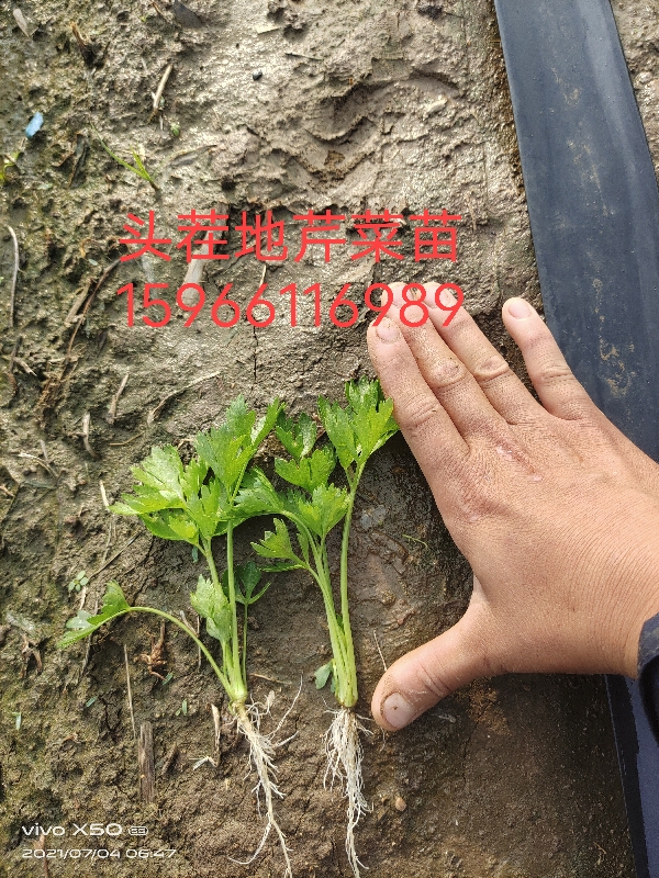 头茬麦田地育苗 品种法国皇后芹菜苗 质量保证