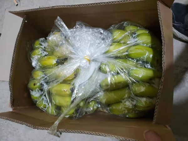大量供应云南不受寒精品香蕉，量大开盘，