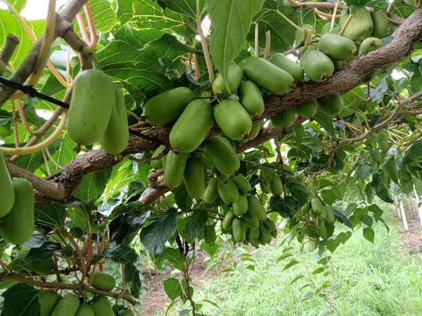 软枣猕猴桃桃，自家果园，自然成熟，现摘现发