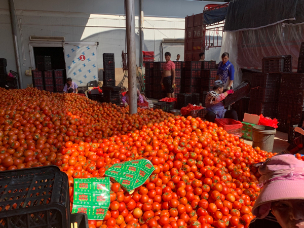 云南硬红西红柿，大量供应，需要的朋友可以合作