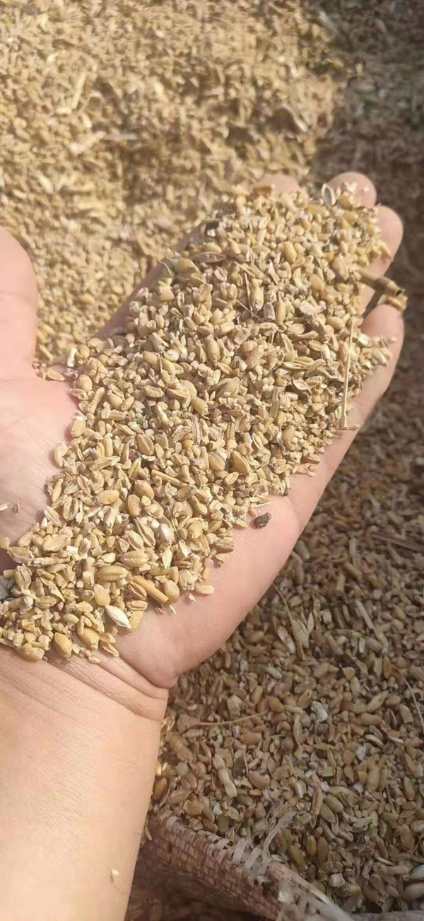 常年出售优质碎小麦，适合做饲料原料