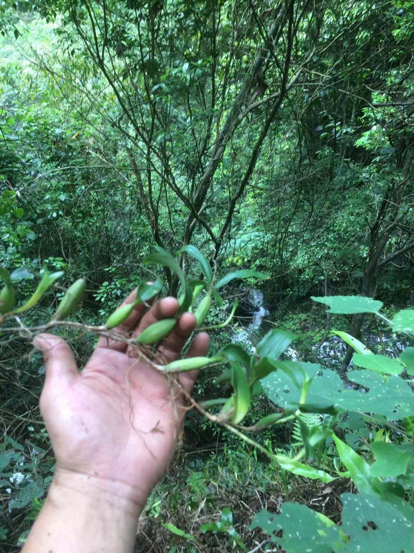 广东粵北山丹霞石仙桃