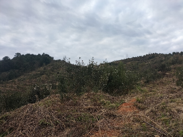 赣南山茶油
承包林地500余亩