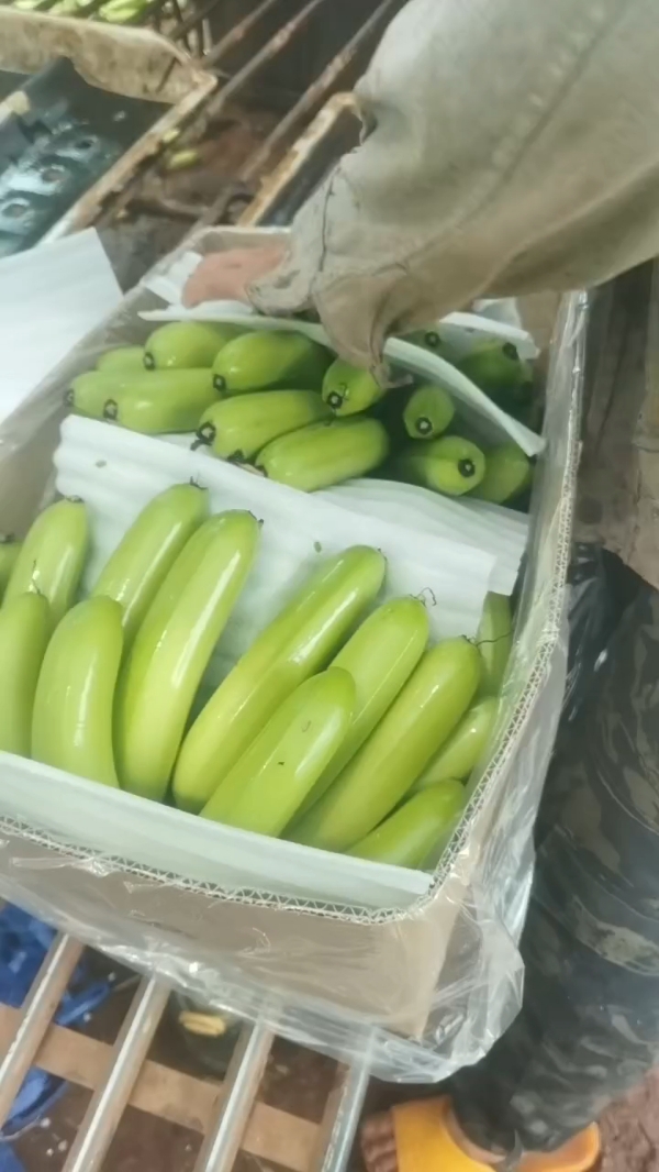 香蕉 巴西蕉 产地一手货源，直供市场批发，电商一级