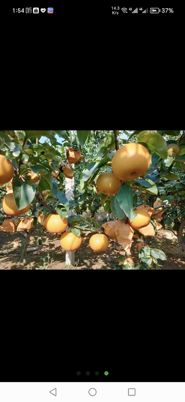 沽河两岸沙土地孕育出甘甜多汁好梨，双层纸袋食用更安