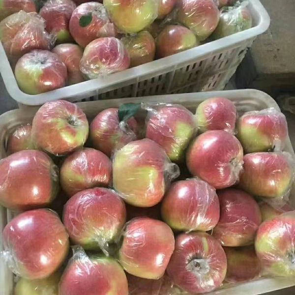 【山东苹果产地价格】早熟美八，红露苹果大量上市