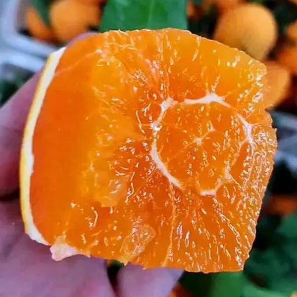 秭归脐橙秋橙九月红果冻橙当季橙子现摘现发一件代发