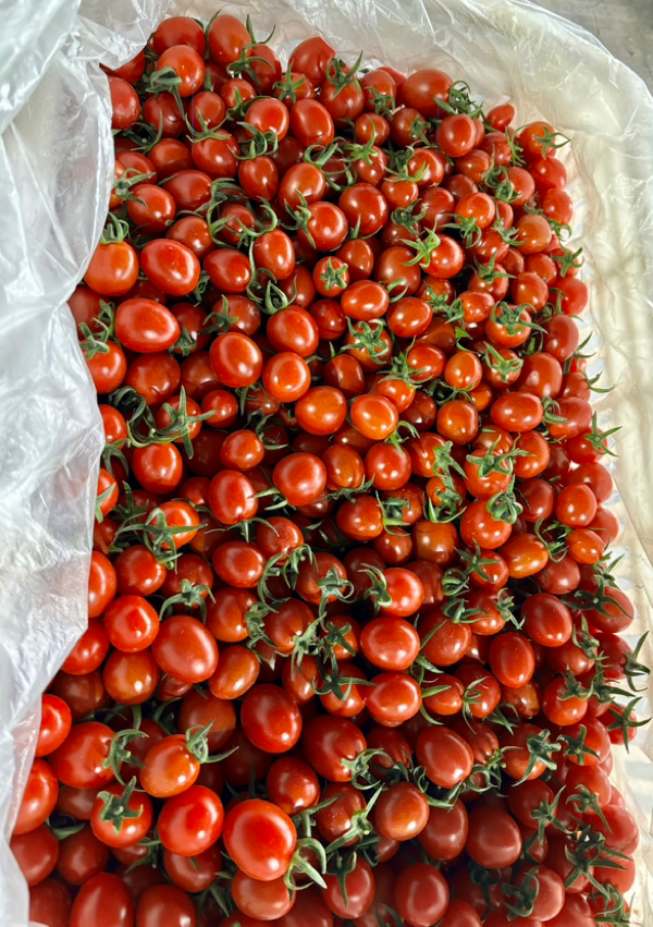 平度玲珑小番茄釜山88圣女果盐碱地种植糖度高口感好