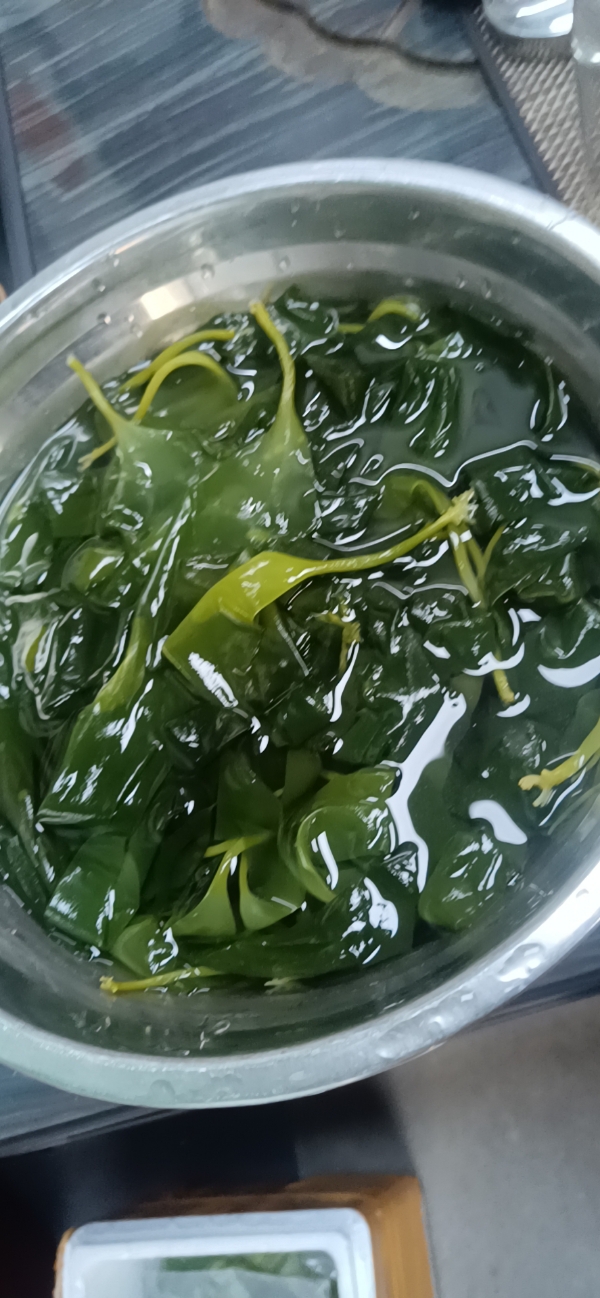 海带苗