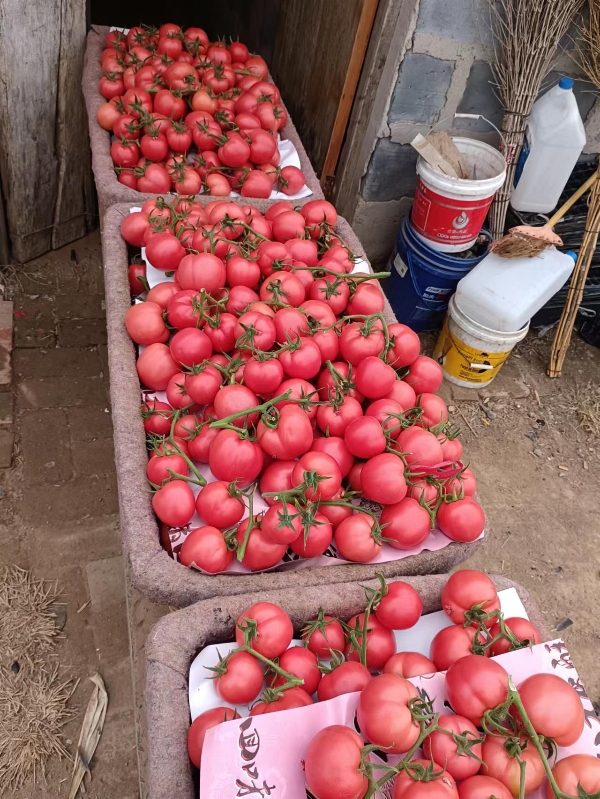 山东禹城西红柿基地，现在大量西红柿上市