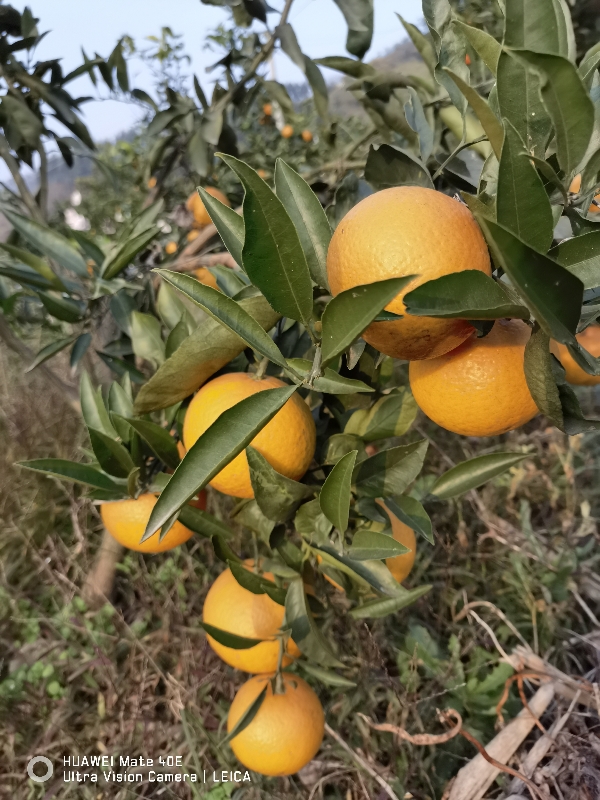 四川眉山市高山种植生态耙耙柑！欢迎咨询！