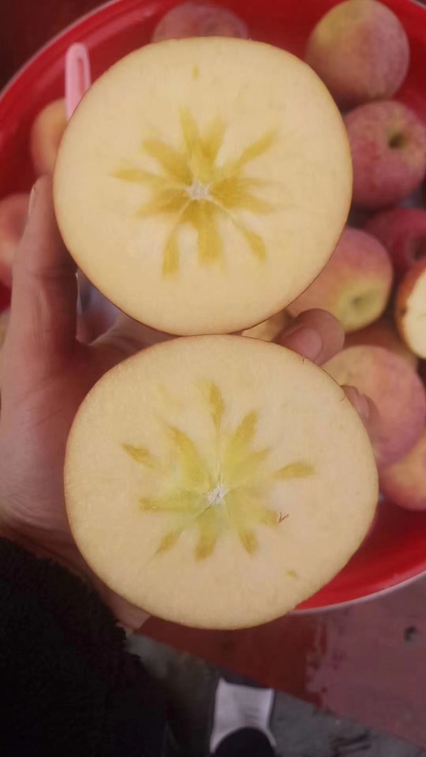 贵州威宁丑苹果