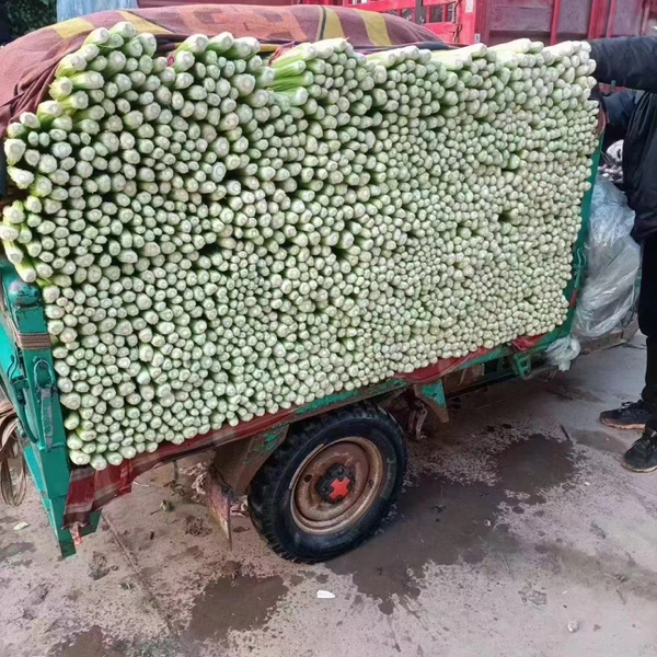 河北邯郸蔬菜批发市场