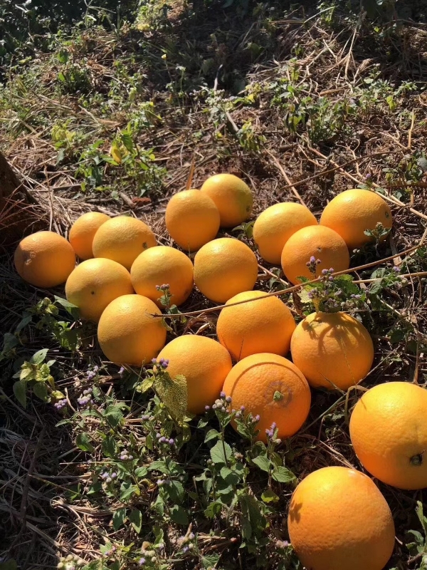 赣南脐橙（供应量大，20000斤可售）
