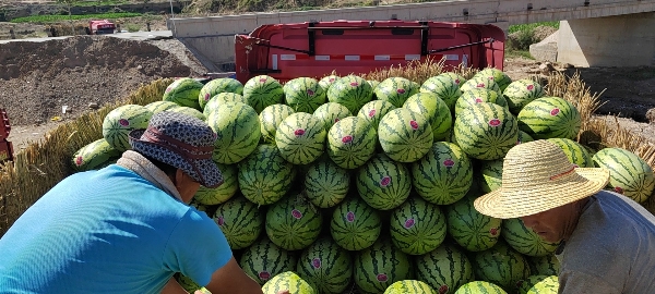 甘肃靖远高湾硒砂瓜