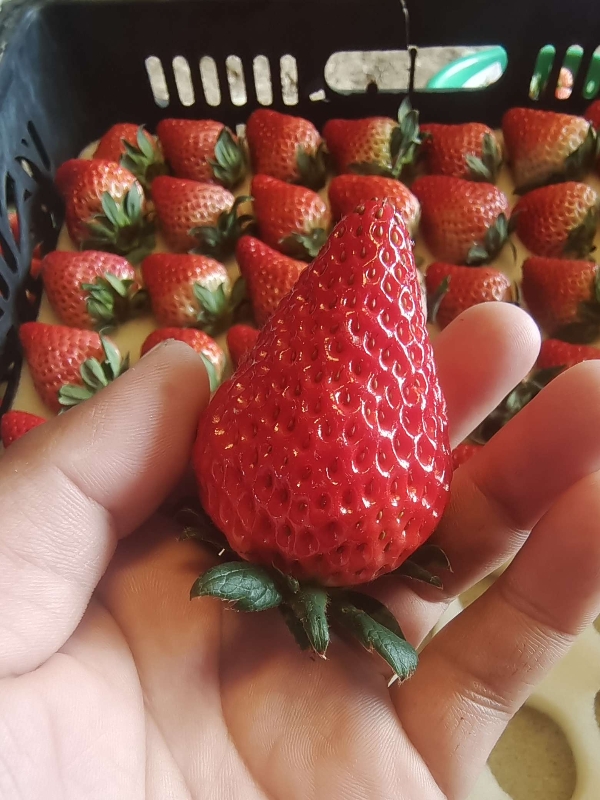 泗县红颜草莓商超品质保证 当天现采现发稳定长期供货