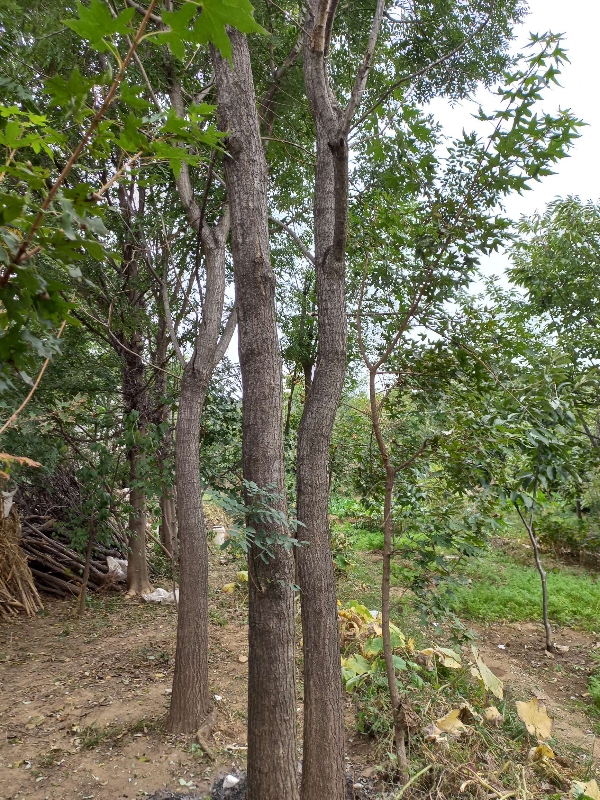 山东泰山大量绿化树🌲