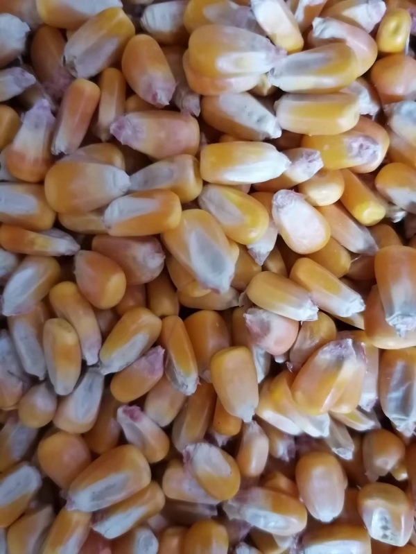 黑龙江玉米自然干大颗粒容重高免费装车水份14以内