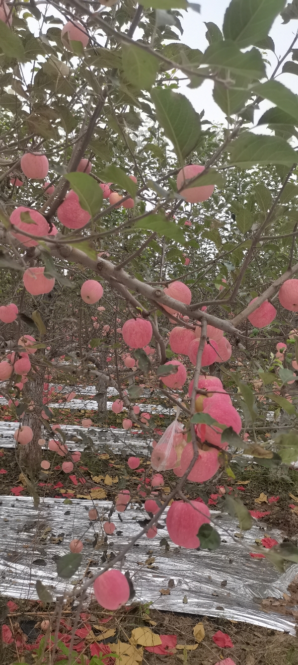 供应苹果,延安市宜川县晚熟富士实拍