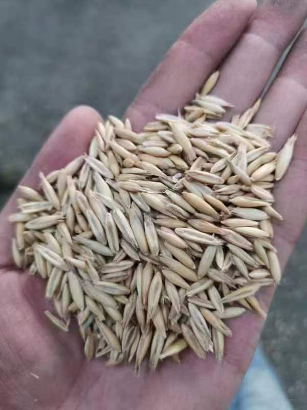 俄罗斯燕麦，优质燕麦原料，精选大麦，现货交易