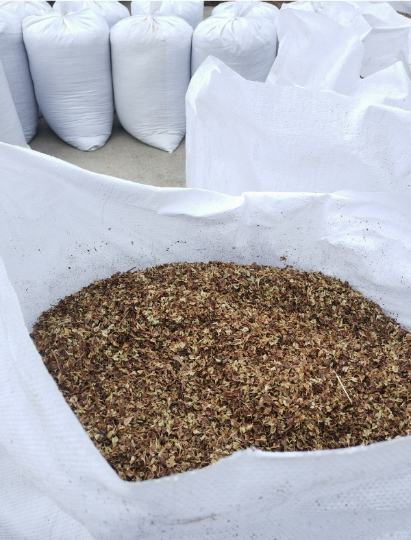 虎杖种子大量供应包发芽免费技术指导产品包回收