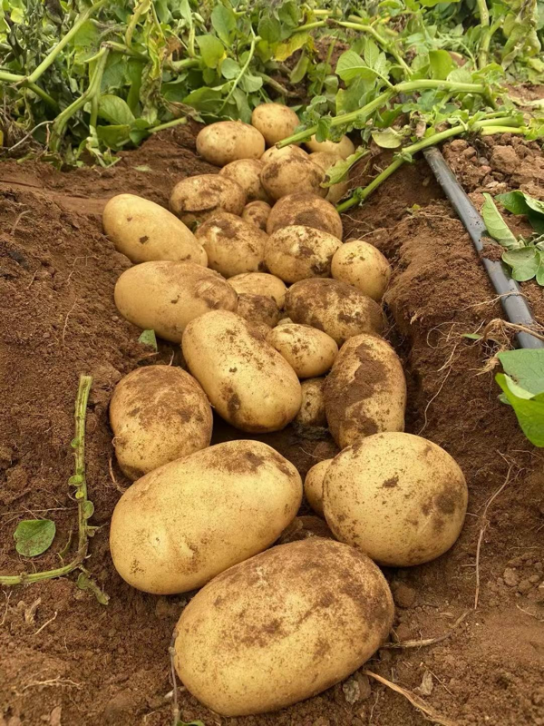 内蒙优质土豆一手货源常年土豆代办