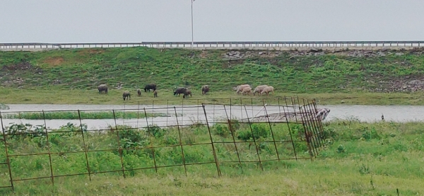 本地水牛，放养非圈养