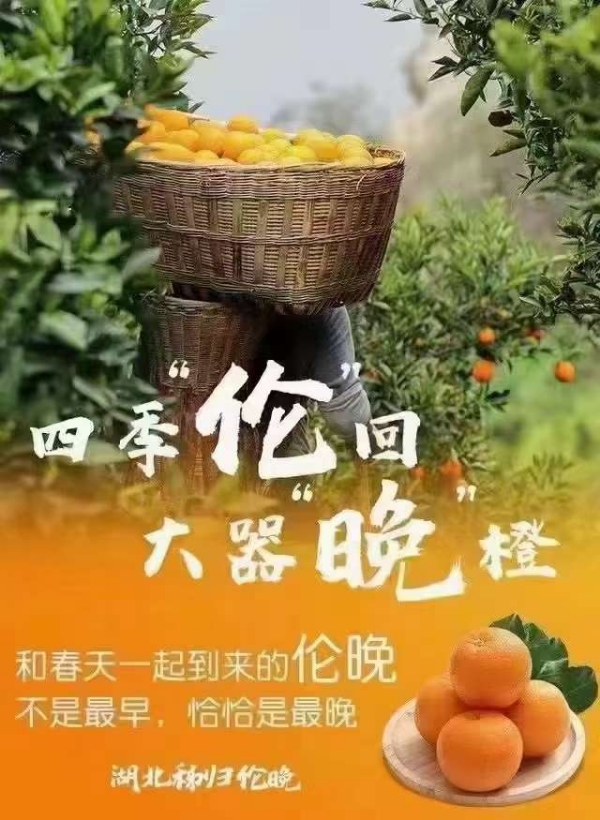 秭归脐橙/伦晚脐橙/夏橙/密奈橙/产地大量批发