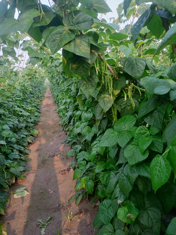 乐山大青肉四季豆