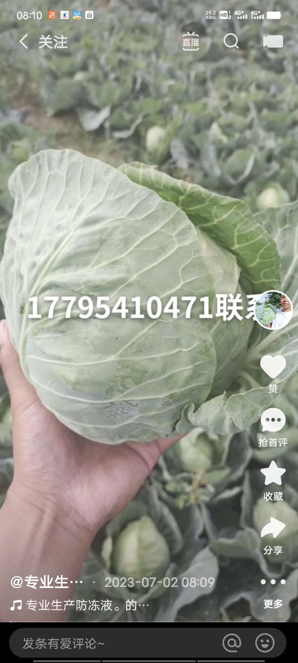 长年供应各种蔬菜