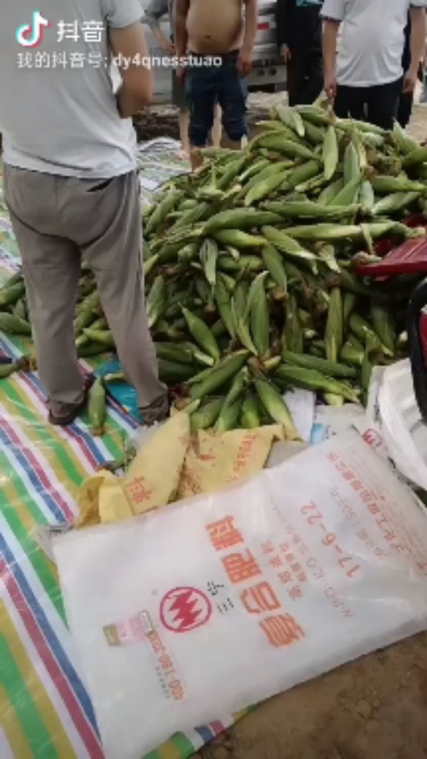 陕西大荔糯玉米2000-水果玉米大量上市。