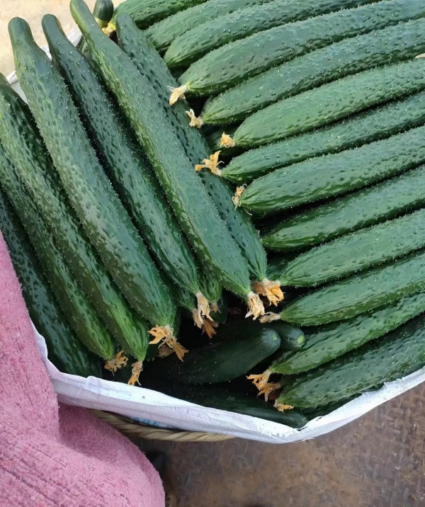 云南保山露地种植各类蔬菜，黄瓜、青瓜、豆角，产地批量上市，品质保证。