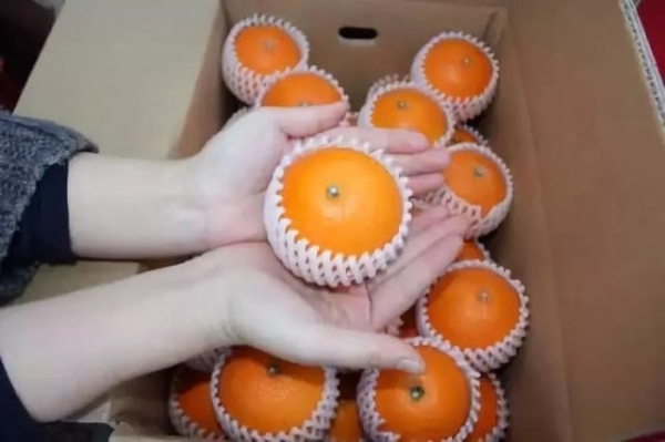 大别山爱媛28号柑橘也称红美人柑橘