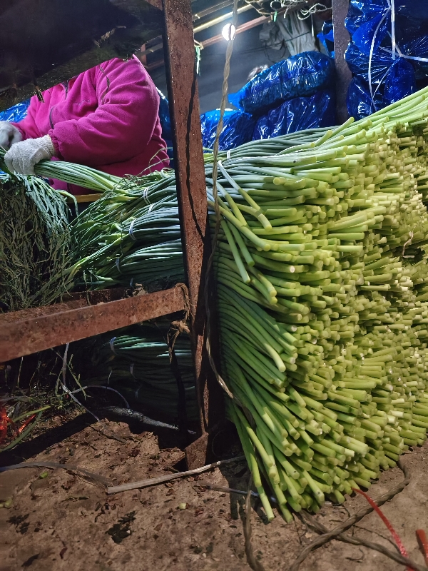 蒜苔 红帽白帽蒜苔 赶集/电商/超市，价格便宜