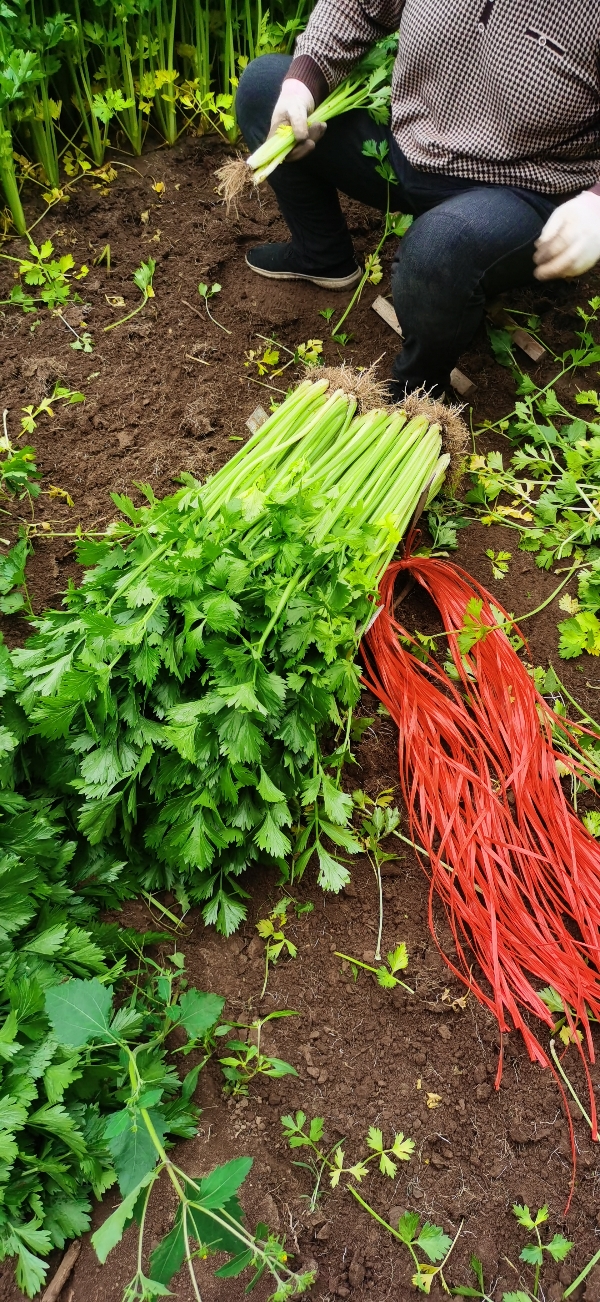 山东省临沂市沂水县芹菜
0.20一斤