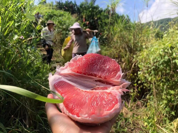 正宗平和三红柚