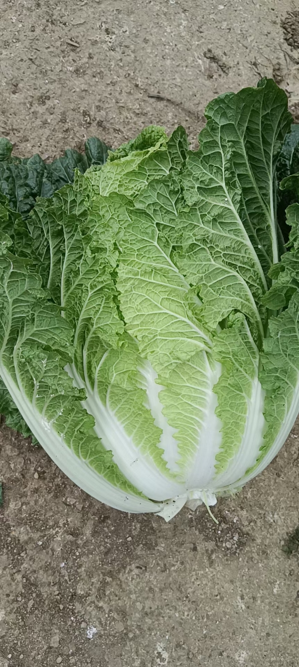 贵州省毕节市威宁高冷蔬菜种植基地