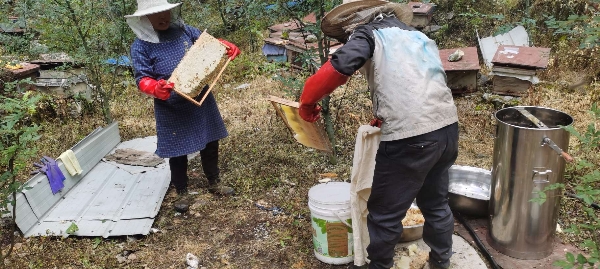 西羌大峡谷自然纯蜂蜜