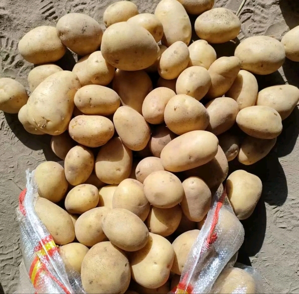 内蒙古乌兰察布市土豆批发产地库直供装车发货