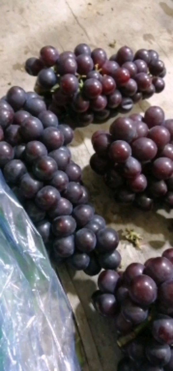 辽宁巨丰葡萄，九月份大量优质葡萄上市