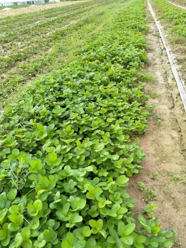 河南郑州精品草莓苗保证纯度无杂苗，成活率高