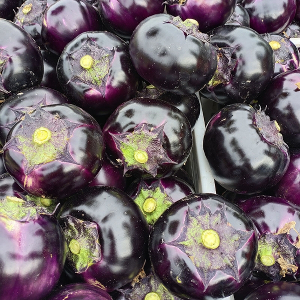 山东聊城万亩蔬菜基地紫光圆茄大量上市