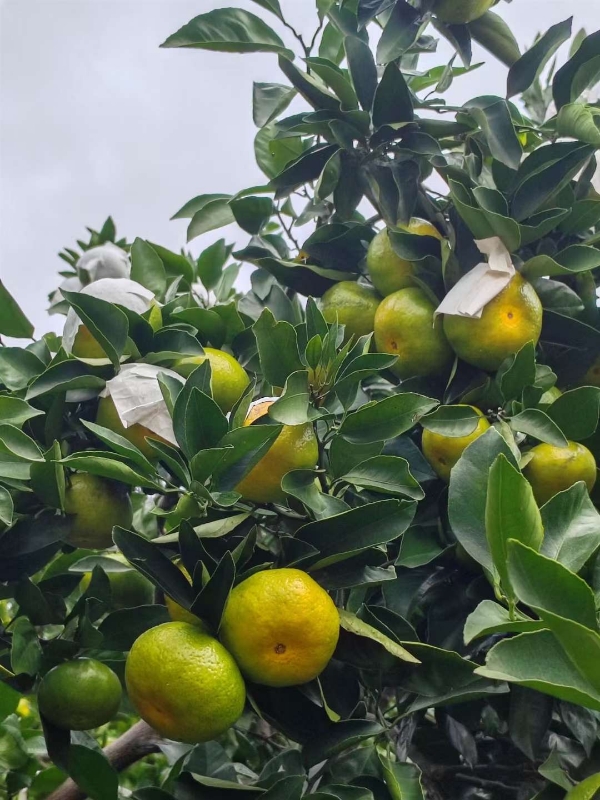 东江湖蜜橘