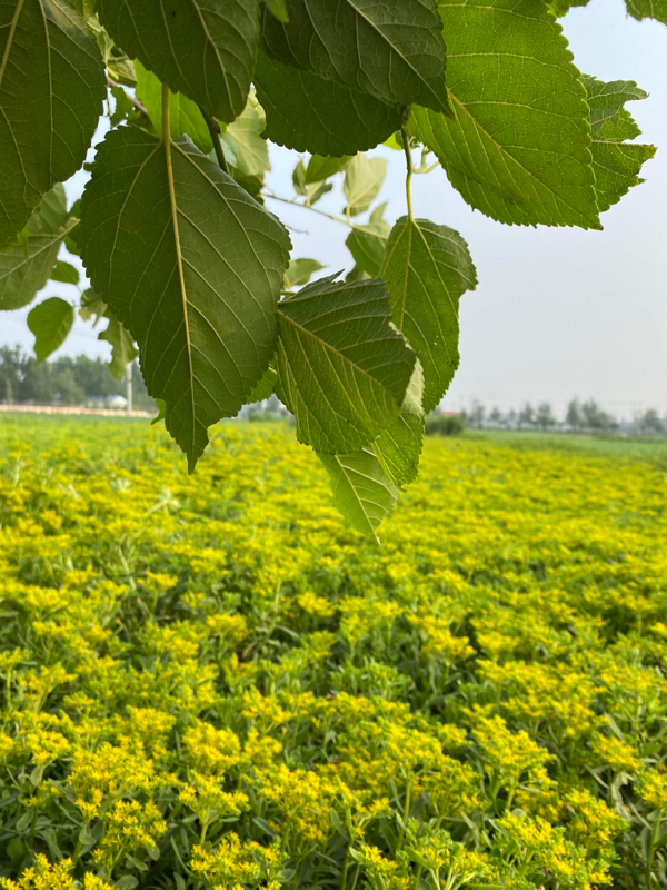 高钙菜 养心菜 救心菜 百亩种植基地 基地直发