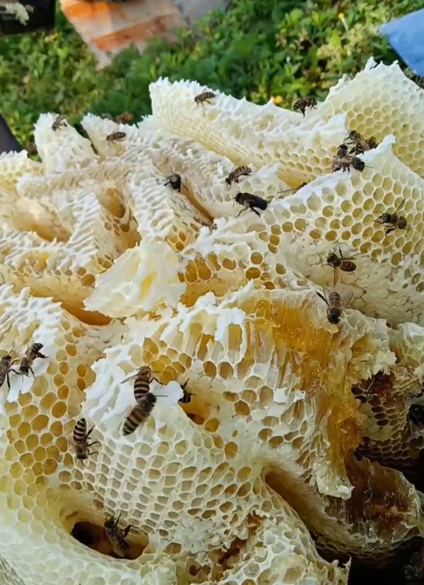 土蜂蜜  中蜂 油菜花  枇杷蜜波美度43