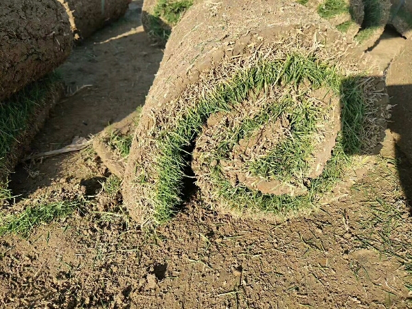 草坪 种子农资/绿化苗木/草坪草皮